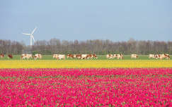Swifterbant, Hollandia, tulipán, tehén, szélturbina