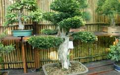 Bonsai a budapesti állatkertben