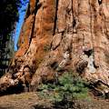 Picur és óriás - Sequoia NP, USA