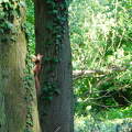 Erdőlakó a Kámoni Arborétumban