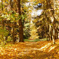 Zirci Ciszterci Apátság Arborétum, őszi út Zirci Ciszterci Apátság Arborétum, őszi út