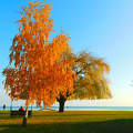 Balatonalmádi - strand Balatonalmádi - strand