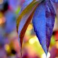 Október, színes levelek, bokeh. Október, színes levelek, bokeh.